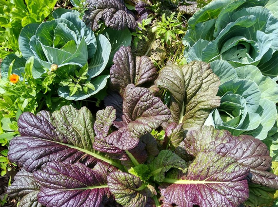 Projeto Inova na Horta, Prefeitura de Jundiaí (2019-2024)